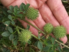 Medicago intertexta ciliaris