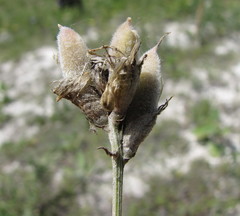 Astragalus albicaulis