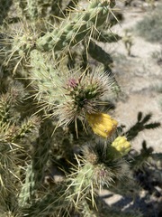 Cylindropuntia sanfelipensis