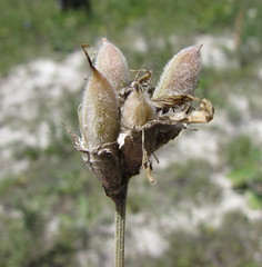 Astragalus albicaulis