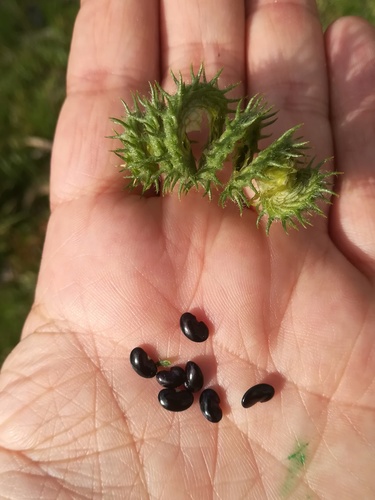 Representative image of Medicago