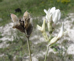 Astragalus albicaulis