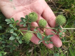 Medicago intertexta ciliaris