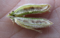 Astragalus albicaulis