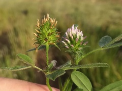 Trifolium squamosum