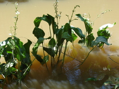 Echinodorus grandiflorus