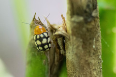 Cryptocephalus guttulatus