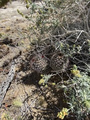 Mammillaria hutchisoniana hutchisoniana