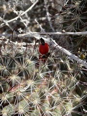 Mammillaria hutchisoniana hutchisoniana