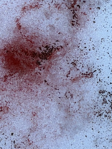 Chlamydomonas observed 2026-08-14