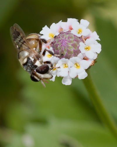 Copestylum tamaulipanum, 2026-08-13