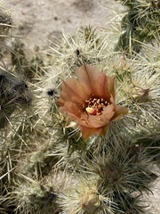 Cylindropuntia sanfelipensis