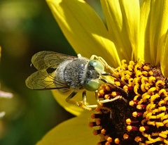 Bembix americana comata