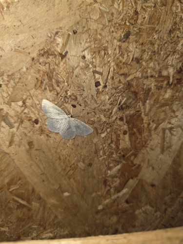 Northern Wave Moth