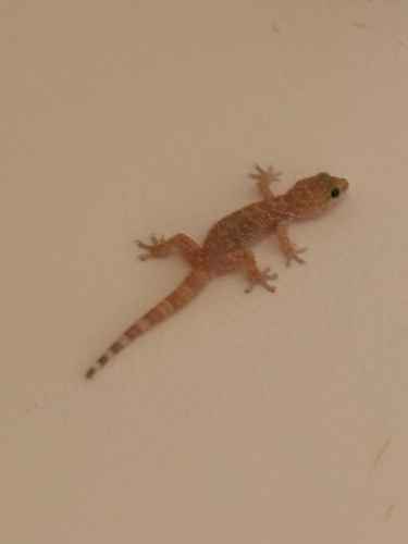 Mediterranean House Gecko