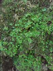 Cryptomitrium tenerum