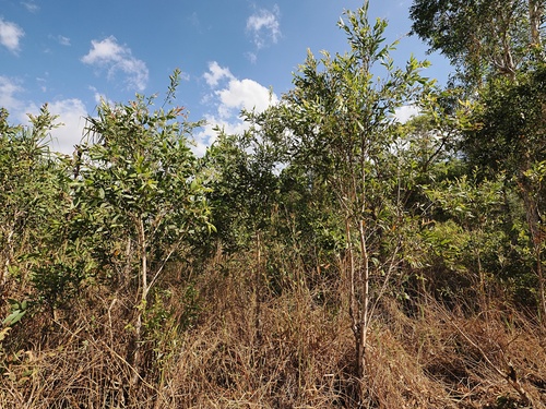 Melaleuca viridiflora, photograph 4