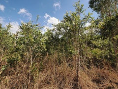 Melaleuca viridiflora, photograph (c) Roland Muench, some rights reserved (CC BY)