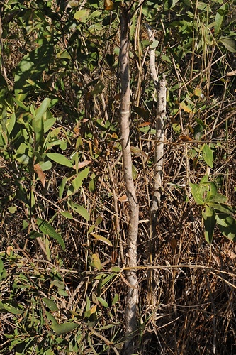 Melaleuca viridiflora, photograph 3