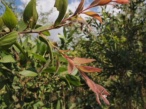 Melaleuca viridiflora, photograph 6