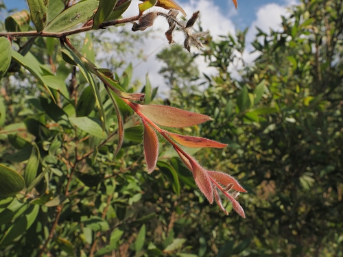 Melaleuca viridiflora