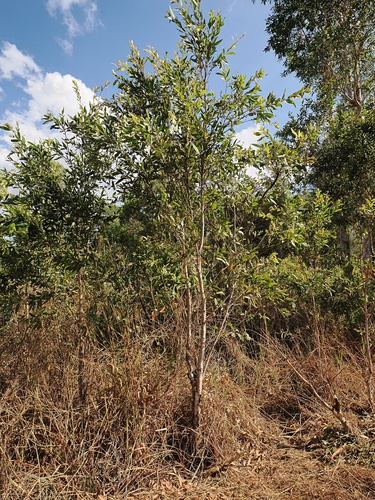 Melaleuca viridiflora, photograph 5