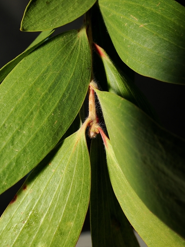 Melaleuca viridiflora, photograph 1