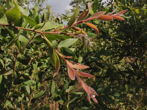 Melaleuca viridiflora, photograph 2