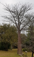 Adansonia