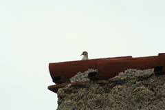 Columbina inca