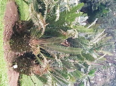 Encephalartos transvenosus