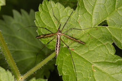 Tipula vittata