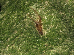 Talitropsis
