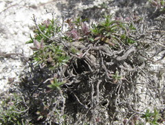 Thymus calcareus