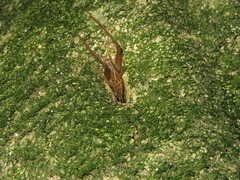 Talitropsis