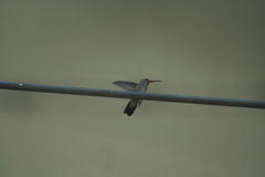 Cynanthus latirostris