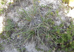Carex humilis