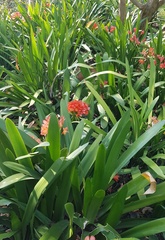 Clivia miniata miniata