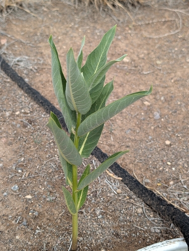 showy milkweed