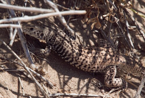 Western Whiptail