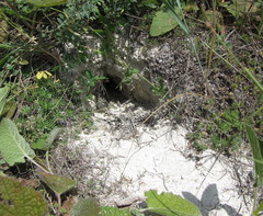 Marmota bobak