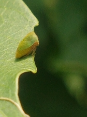 Membracidae