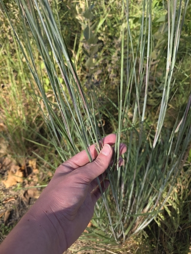 little bluestem