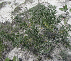 Astragalus albicaulis