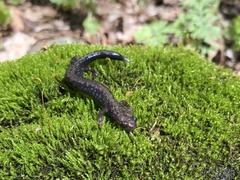 Plethodon hubrichti