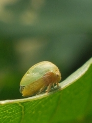 Membracidae