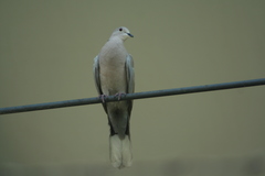 Streptopelia decaocto