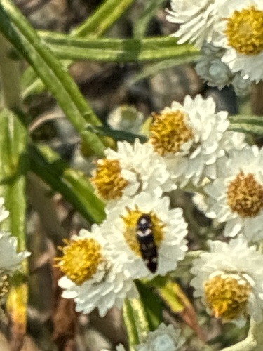 Megapenthes, 2026-08-14