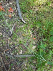 Delphinium nudicaule