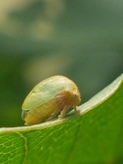 Membracidae